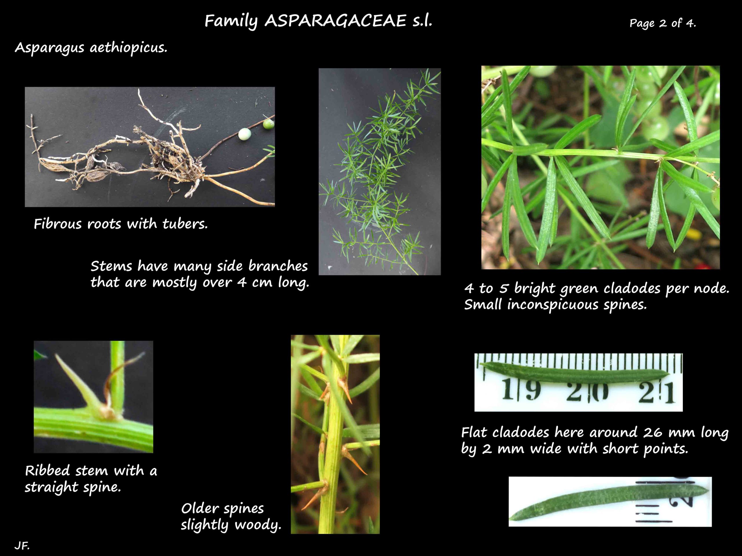 2 Asparagus aethiopicus roots & leaves